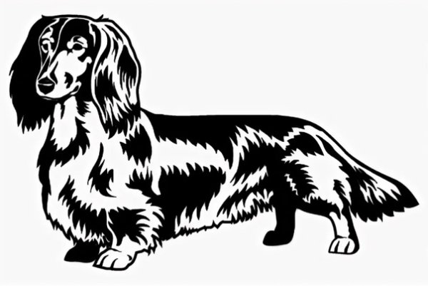 Такса длинношерстная рисунок