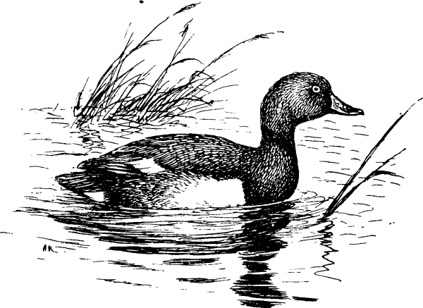 Черно белая утка нырок