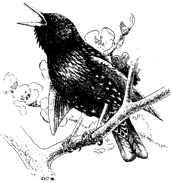 Скворец для раскрашивания