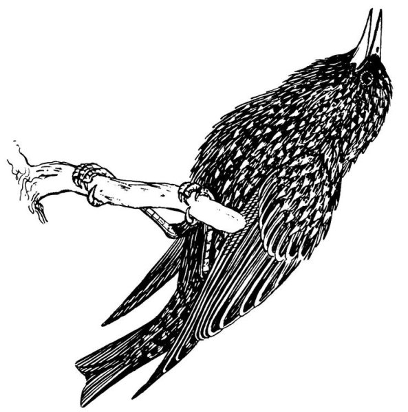 Скворец черно белый