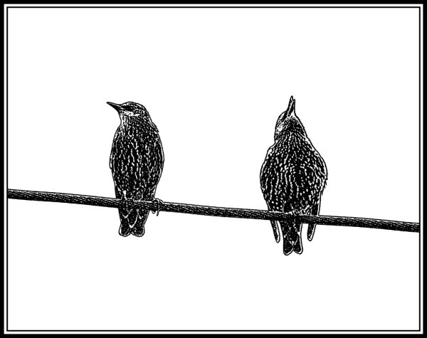 Скворцы на проводах