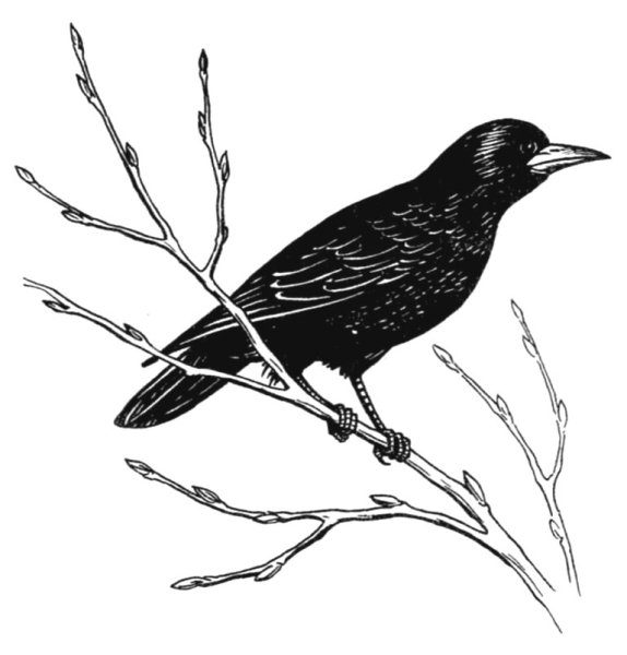 Галки скворцы Грачи