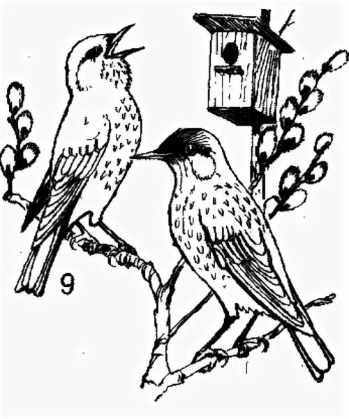 Ворона раскраска для детей