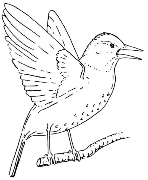 Перелетные птицы раскраска Зяблик