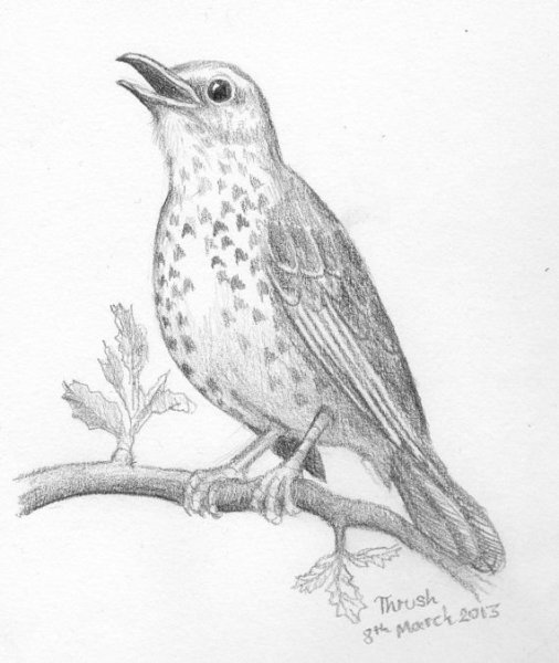 Иллюстрация к рассказу Белова скворцы