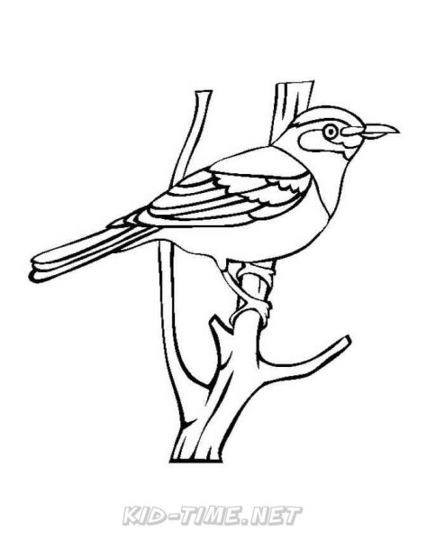 Раскраска птицы скворец