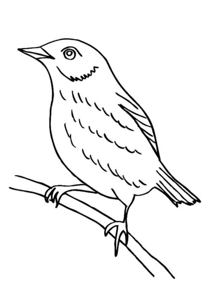 Раскраска птицы Дрозд