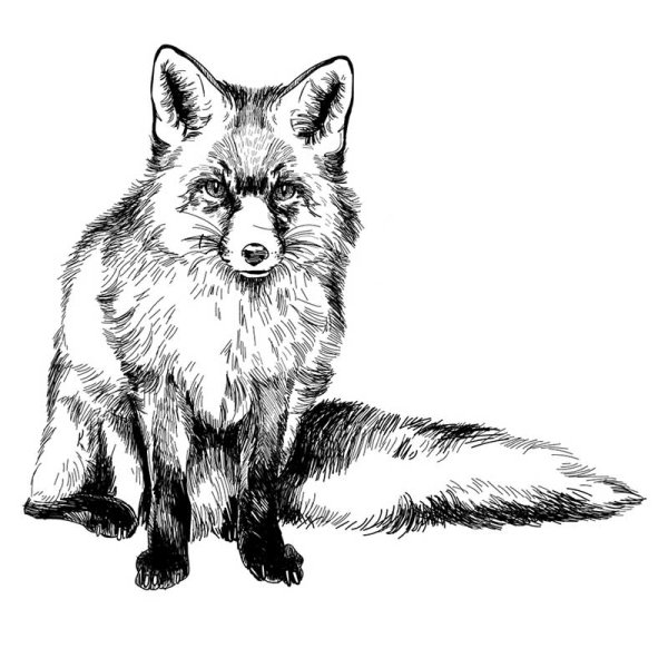 Рисунок лисы черно белый