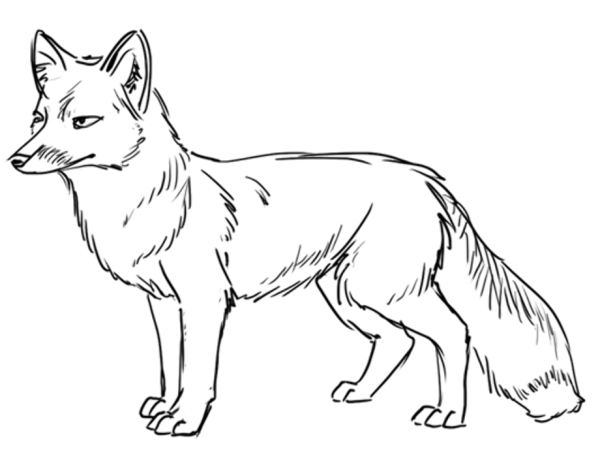 Контур лисы