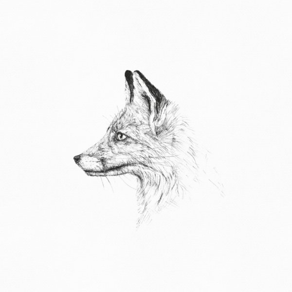 Морда лисы эскиз