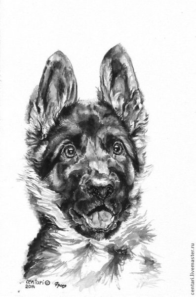 Овчарка эскиз