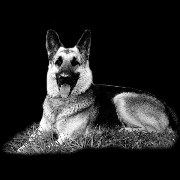 Овчарка черно белая