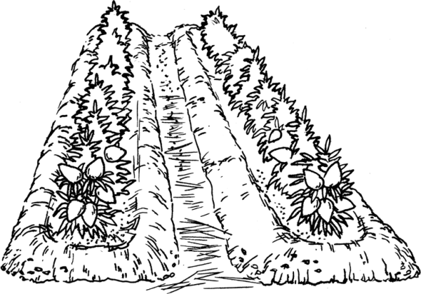 Грядка раскраска для детей