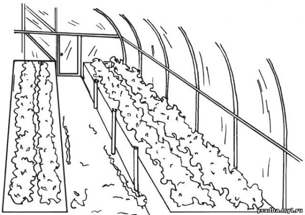 Огород раскраска для детей грядки