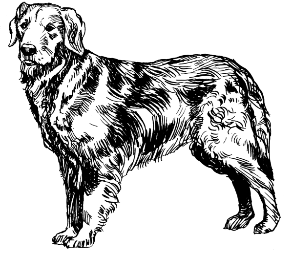 Восточно-европейская овчарка Выжигание