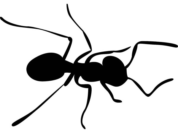 Черный муравей рисунок