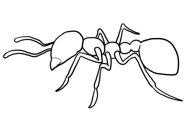 Страшный муравей рисунок