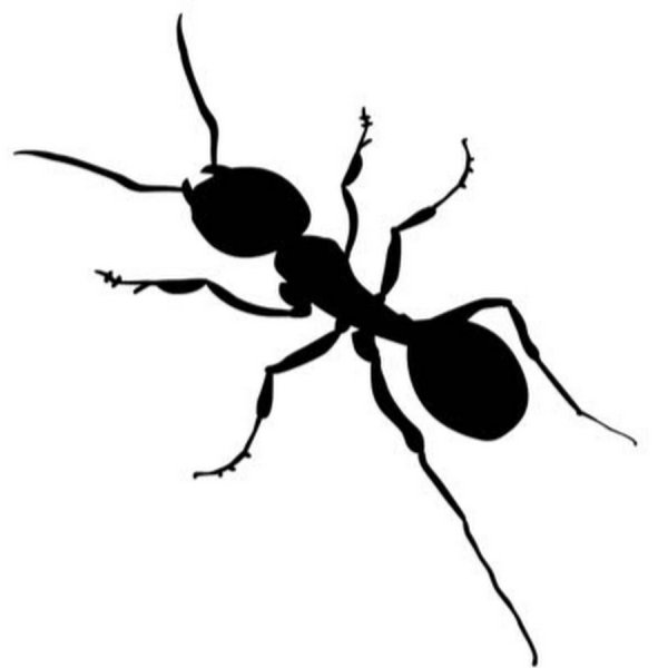 Танцующий муравей