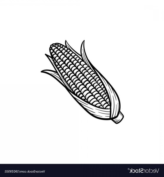 Кукуруза эскиз