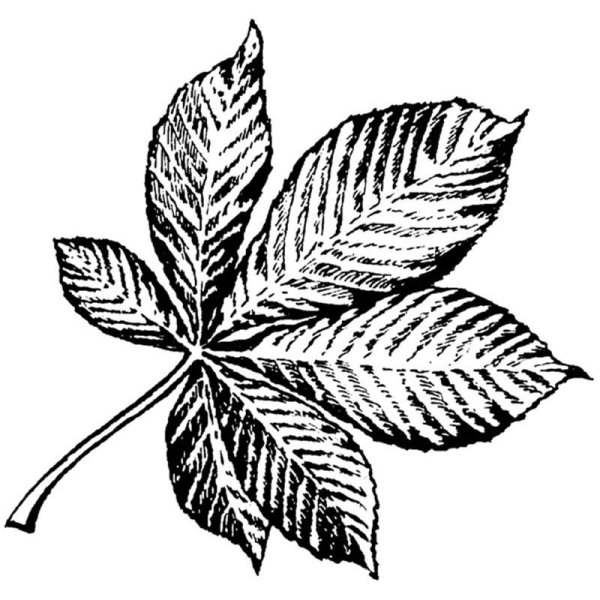 Зарисовки листьев деревьев