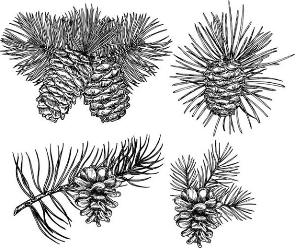 Хвойные ветки