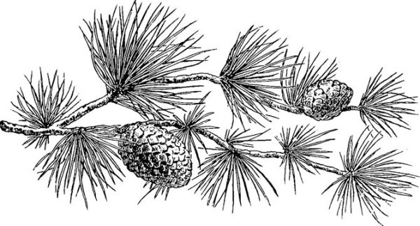 Эскиз кедровой ветки с шишками