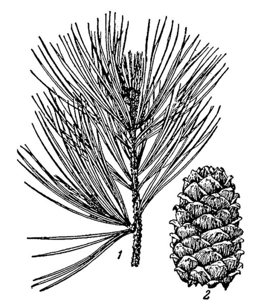 Хвоинки дерева сосна Кедровая