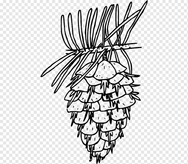 Шишка раскраска