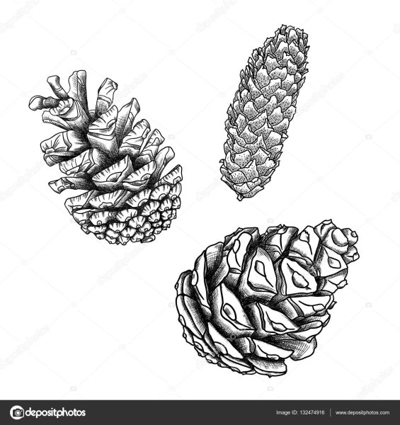 Шишка рисунок