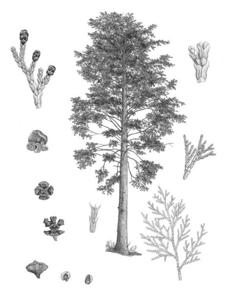 Ботанические зарисовки кедр Сибирский