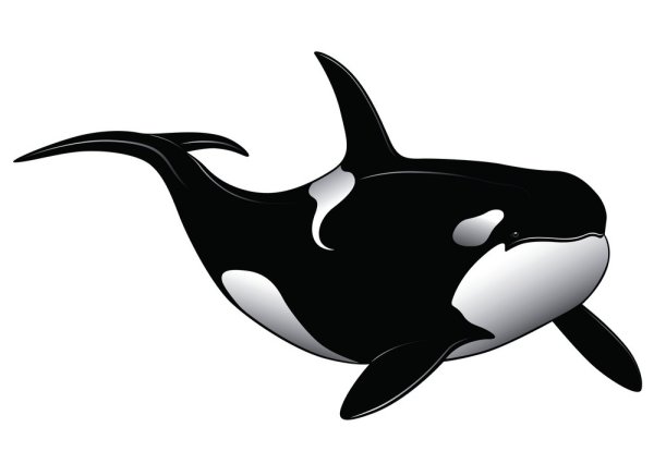 Касатки убийцы