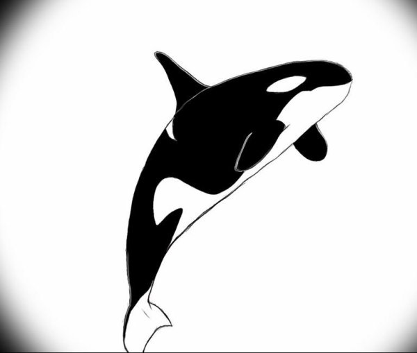 Касатка рисунок