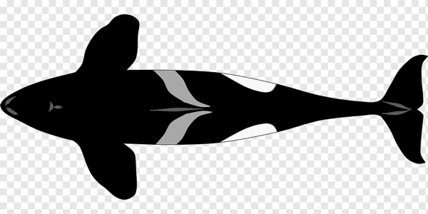 Касатка (2020) (Orca)