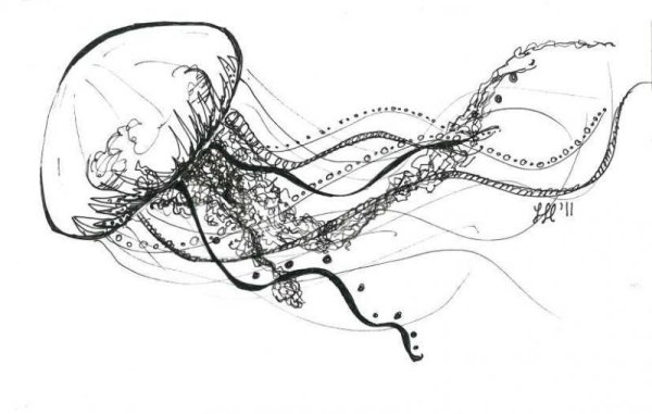 Медуза Графика