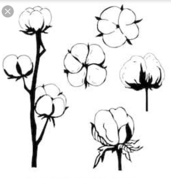 Хлопок цветок