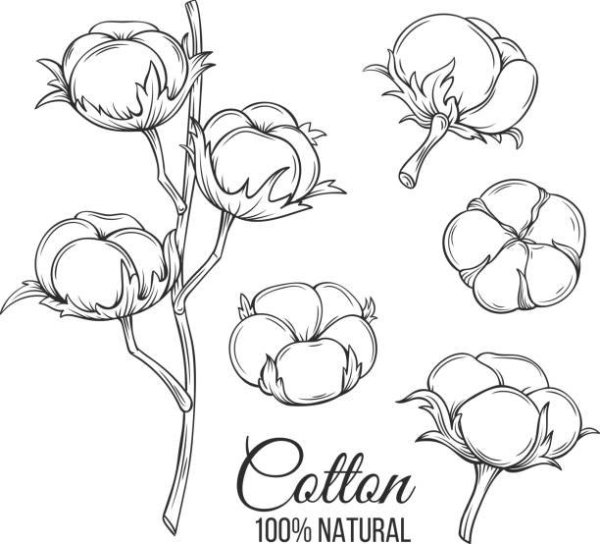 Ветка хлопка рисунок
