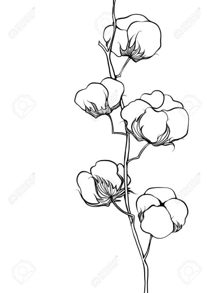 Хлопчатник раскраска