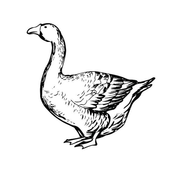 Гусь раскраска