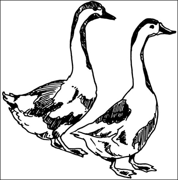 Гусь на белом фоне