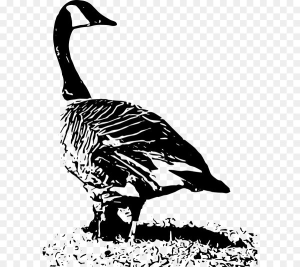 Наброски гусей