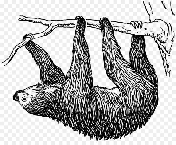 Ленивец вектор