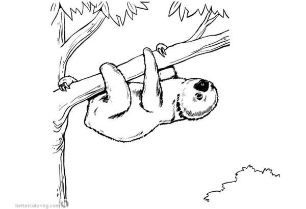 Ленивец на дереве раскраска