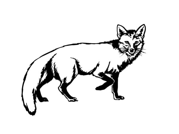 Контур лисы