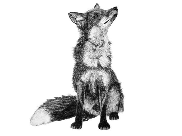 Тату чернобурой лисы