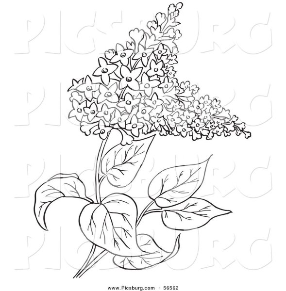 Сирень раскраска для детей