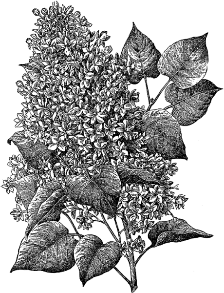 Сирень раскраска