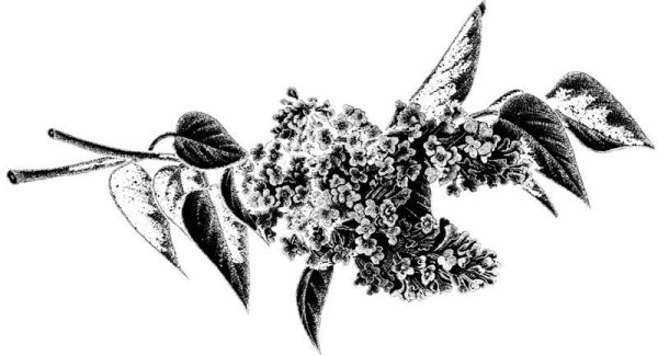 Ветка сирени