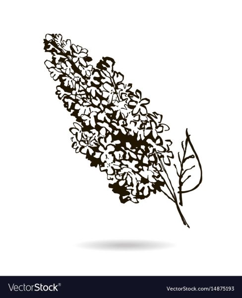 Веточка сирени трафарет