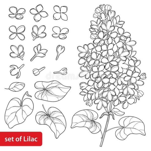 Сирень трафарет для рисования