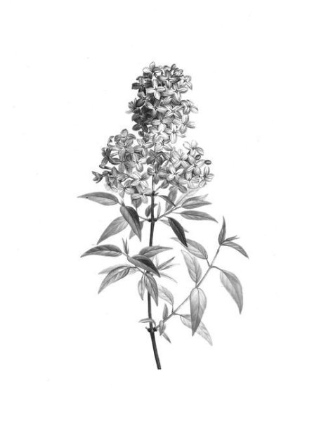 Тату сирень эскиз